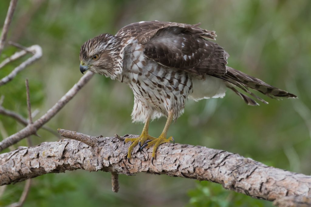 Hawk perched on a branch