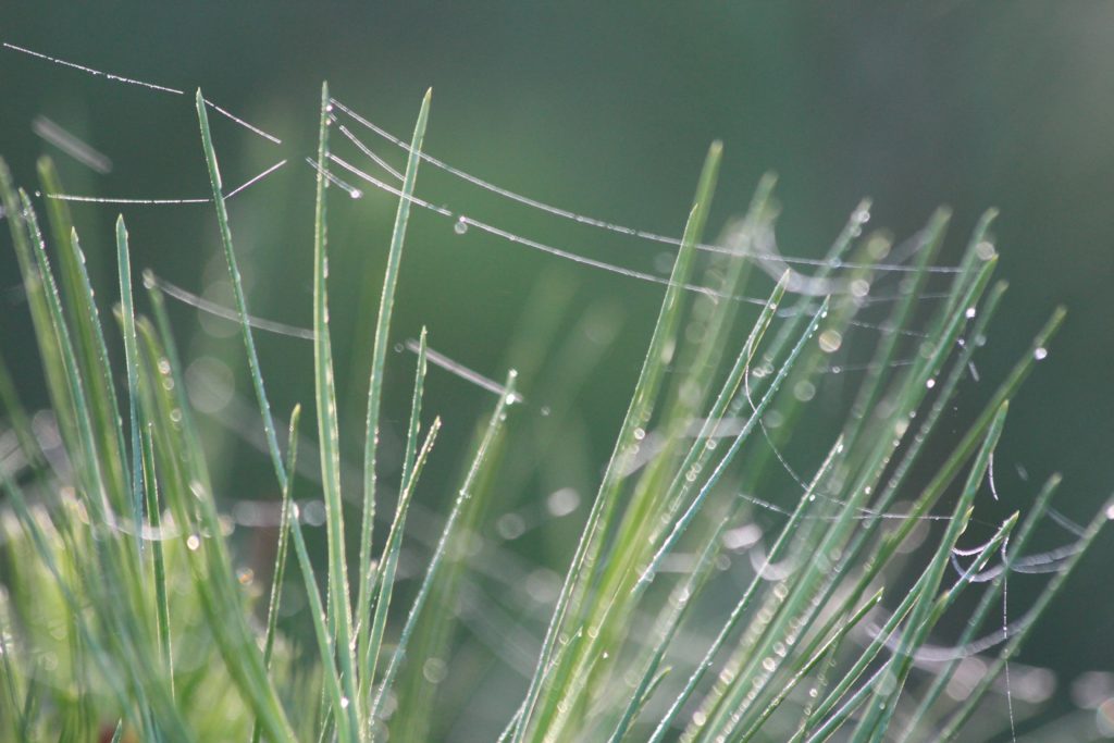 Pine needles in dewdrops... one of Nature's many sensory invitations to drop fully into the moment.