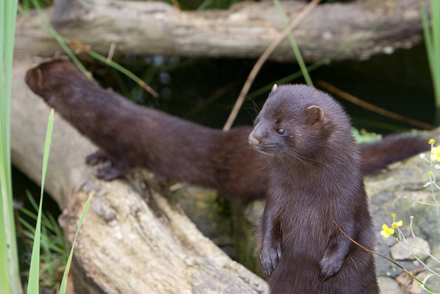 Two mink exploring.