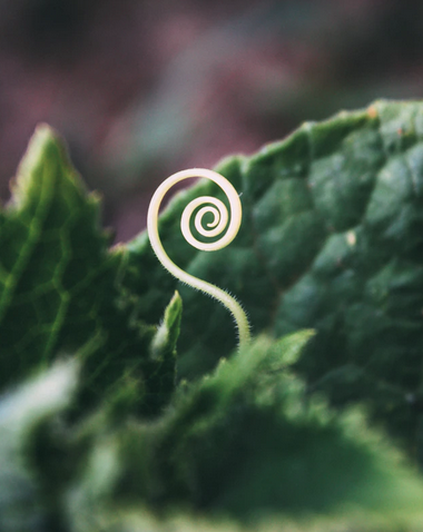 leaf spiral. Each journey into Nature unfolds new healing & insight in our lives.