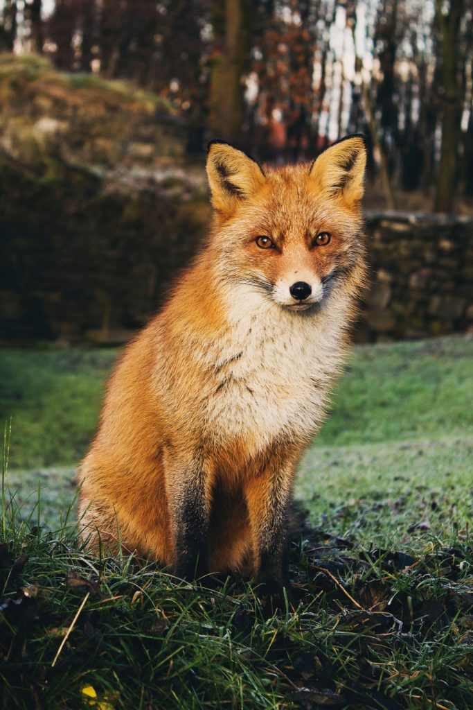 The red fox (Vulpes vulpes) is a common mammals in both rural and even urban habitats.