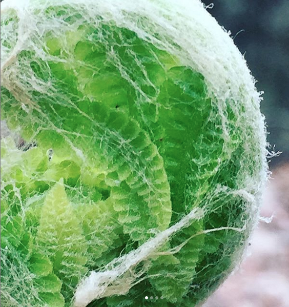 Fern unfolding, photo by the author. Explore Mindfulness in nature and outdoor meditation.