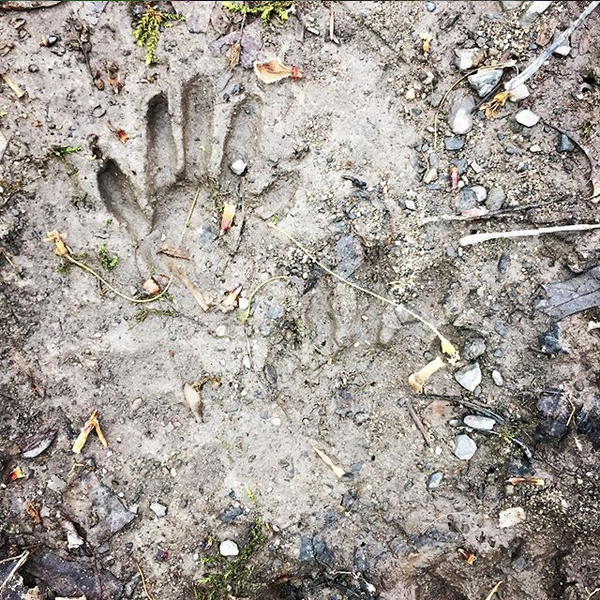 Raccoon tracks, photo by Josh Lane. Tracking isn't just studying footprints in a mud puddle...