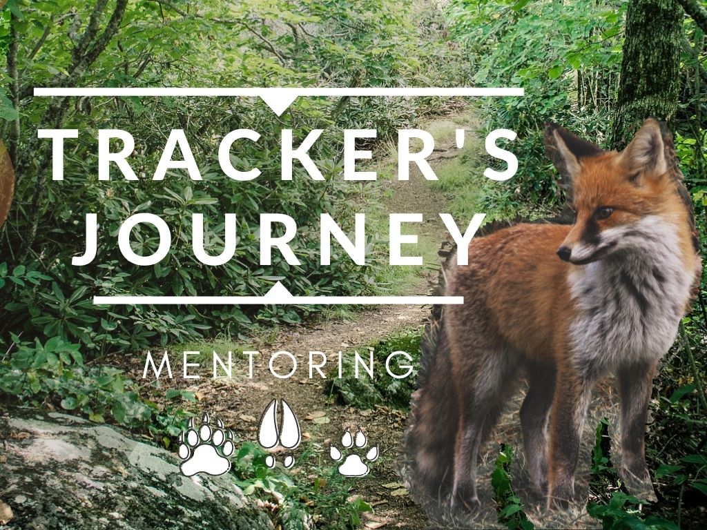 Tracker's Journey 1-1 Mentoring in Wildlife Tracking. Learn holistic tracking with step by step guidance in deep nature connection with Josh Lane, author of Conscious Nature.