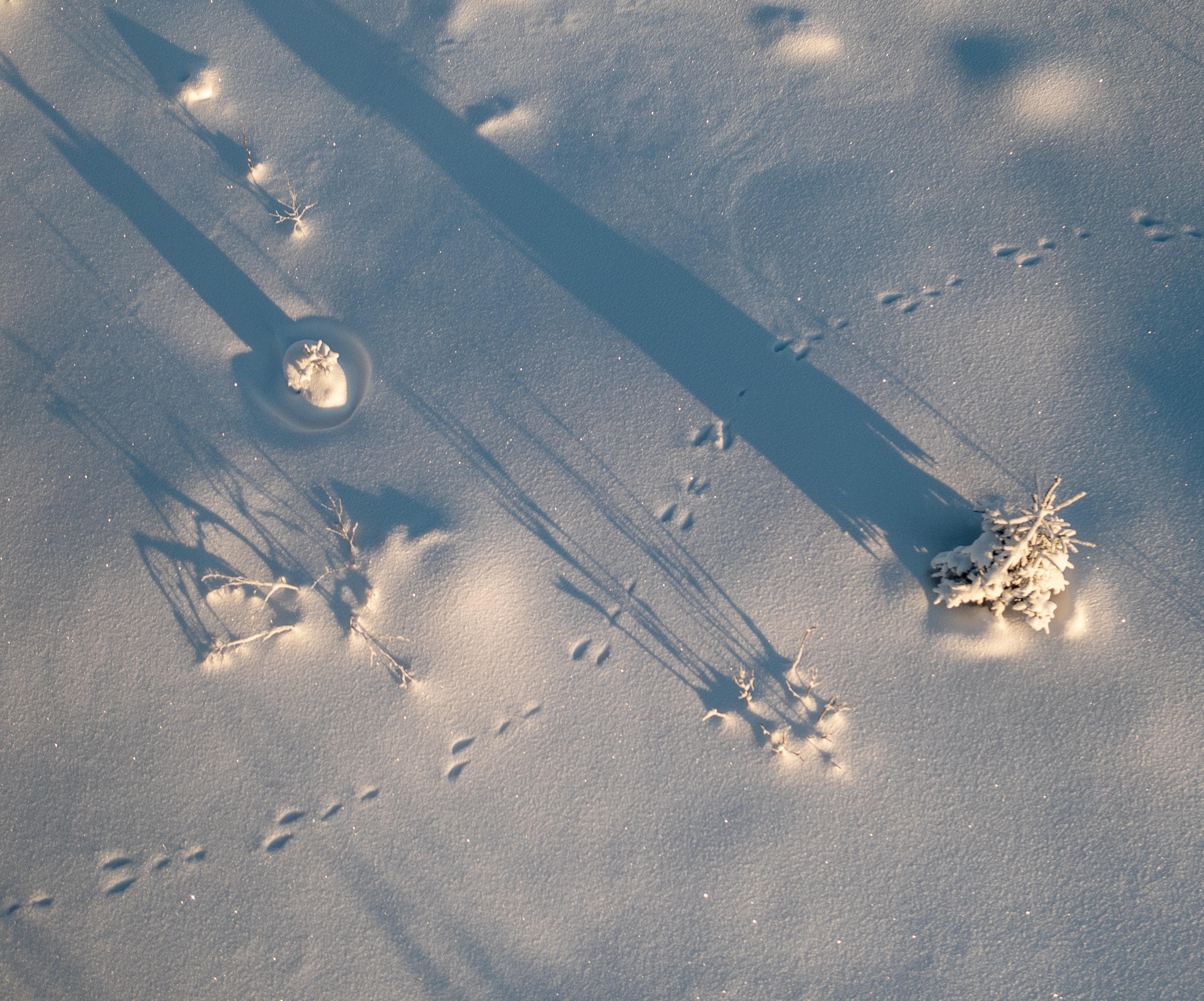 Hare tracks cross a snowy landscape. Winter wildlife tracking invites us to observe how an animal interacts with the larger habitat and other beings that dwell alongside it.