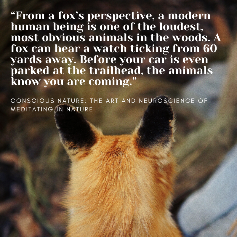 Red foxes have amazing hearing. Foxes have much to teach us when we follow their trails during winter wildlife tracking outings. Learn the art of tracking with 1-to-1 mentoring with Conscious Nature author Josh Lane. Wildlife tracking; deep nature connection; holistic tracking; forest therapy; ecotherapy; forest bathing.