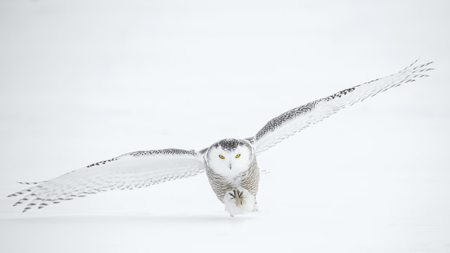 snowy owl; winter wildlife tracking